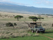 8 Biggest Travel Mistakes to Avoid During African Safaris Africa Safari Adventure