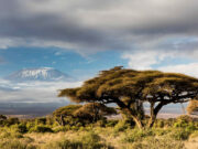 Top 5 Countries to Visit in Africa in 2026 Tanzania Wilderness