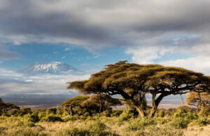 Top 5 Countries to Visit in Africa in 2026 Tanzania Wilderness