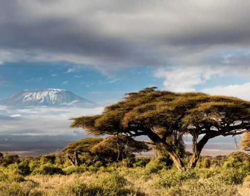 Top 5 Countries to Visit in Africa in 2026 Tanzania Wilderness