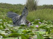 5 Top Birding Sites in Uganda Mabamba Wetland Shoebill