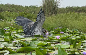 5 Top Birding Sites in Uganda Mabamba Wetland Shoebill