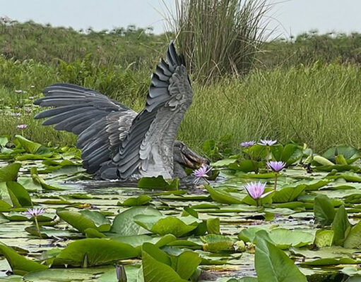5 Top Birding Sites in Uganda Mabamba Wetland Shoebill