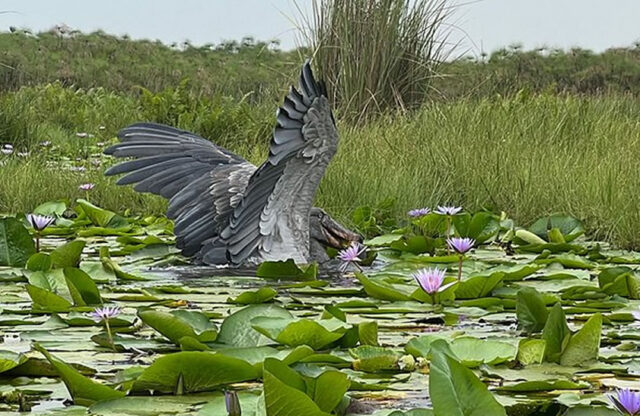 mabamba-wetland-shoebill Mabamba Wetland Shoebill