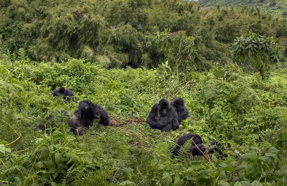 Gorilla Trekking in DR Congo Virunga Mountain Gorillas