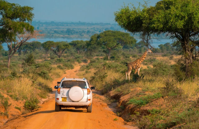 Self Guided Uganda Safari