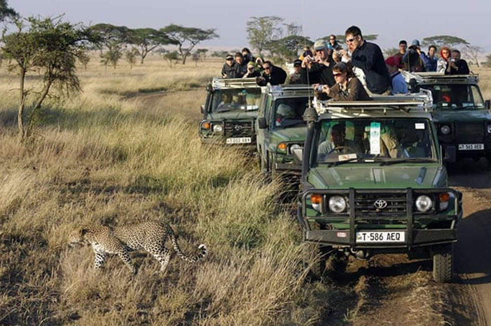 Top 5 Highlights of an East African Safari East Africa Safari