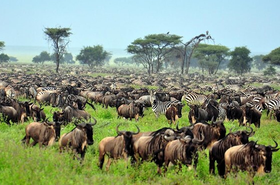 Top 10 Tourism Destinations to Visit in Africa Serengeti National Park