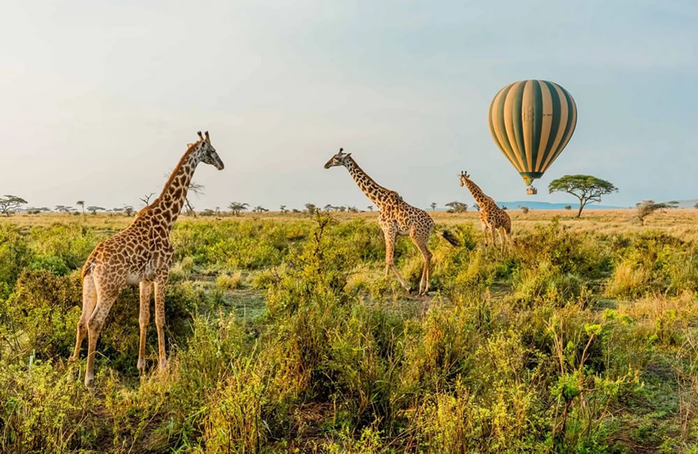 Preparing for a First Time East African Safari East African Safari