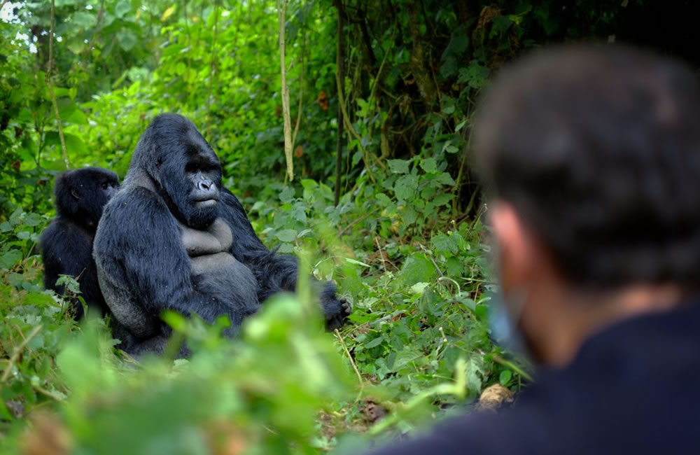 Where to Go for Gorilla Tracking in 2025 Gorilla Tour