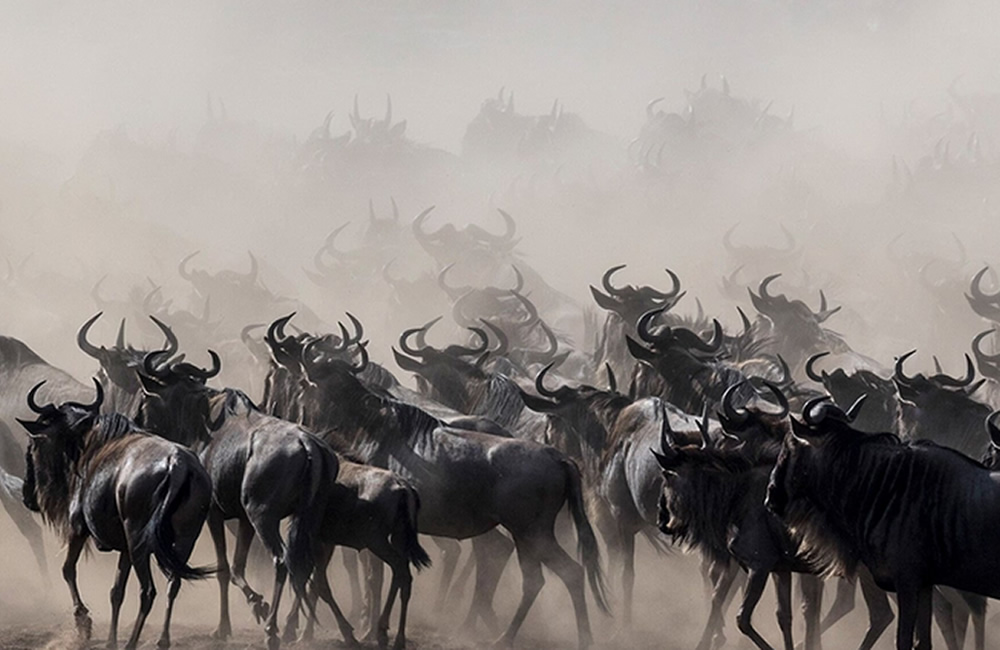 Why Does the Great Migration in Africa Occur? Wildebeests Migration