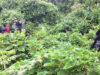 The Ultimate Guide to Gorilla Tracking in Rwanda’s Volcanoes National Park Gorilla Trekking Rule