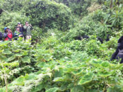 The Ultimate Guide to Gorilla Tracking in Rwanda’s Volcanoes National Park Gorilla Trekking Rule