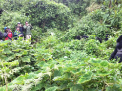 The Ultimate Guide to Gorilla Tracking in Rwanda’s Volcanoes National Park Gorilla Trekking Rule