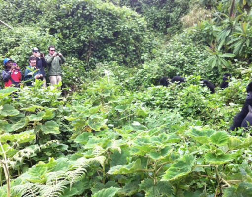 The Ultimate Guide to Gorilla Tracking in Rwanda’s Volcanoes National Park Gorilla Trekking Rule