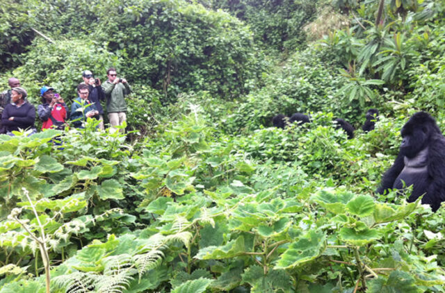 gorilla-trekking-rule Gorilla Trekking Rule